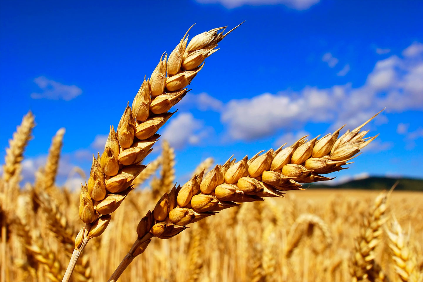 Speaker about Agriculture topic.